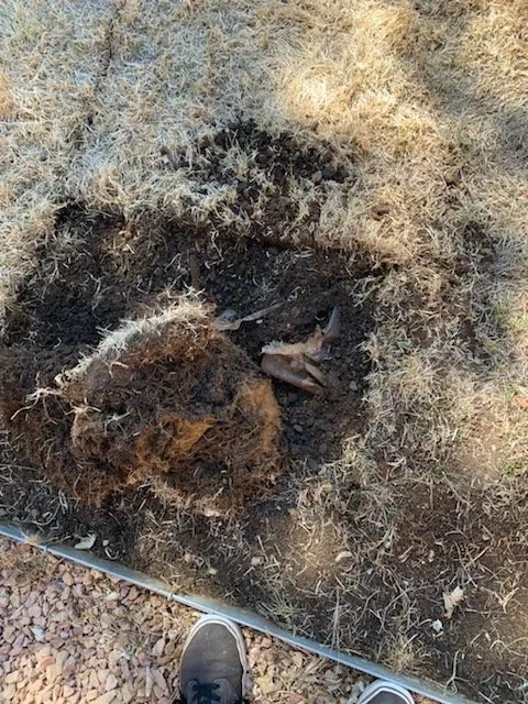 Professional yard cleanup service for year-round maintenance across Pueblo, CO - M&T Landscaping And Lawnservice