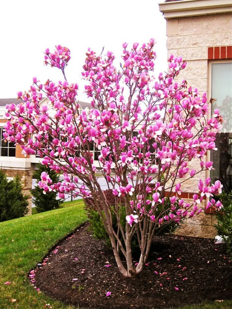 Trusted lawn care service in Chicago, IL by MT Lawncare Services