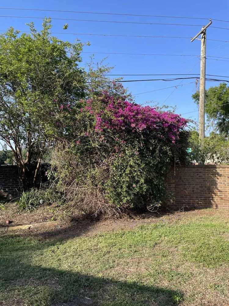 Top-rated landscape design near you across Tampa Bay, FL - M&T Property Solutions