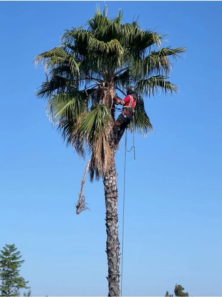 Top-rated yard cleanup service experts serving Riverside, CA - MTC Tree Care