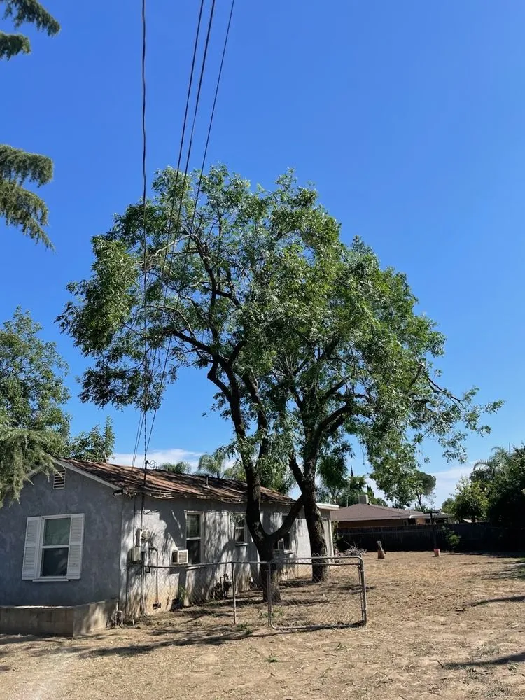 Custom yard cleanup service for year-round maintenance in Riverside, CA by MTC Tree Care