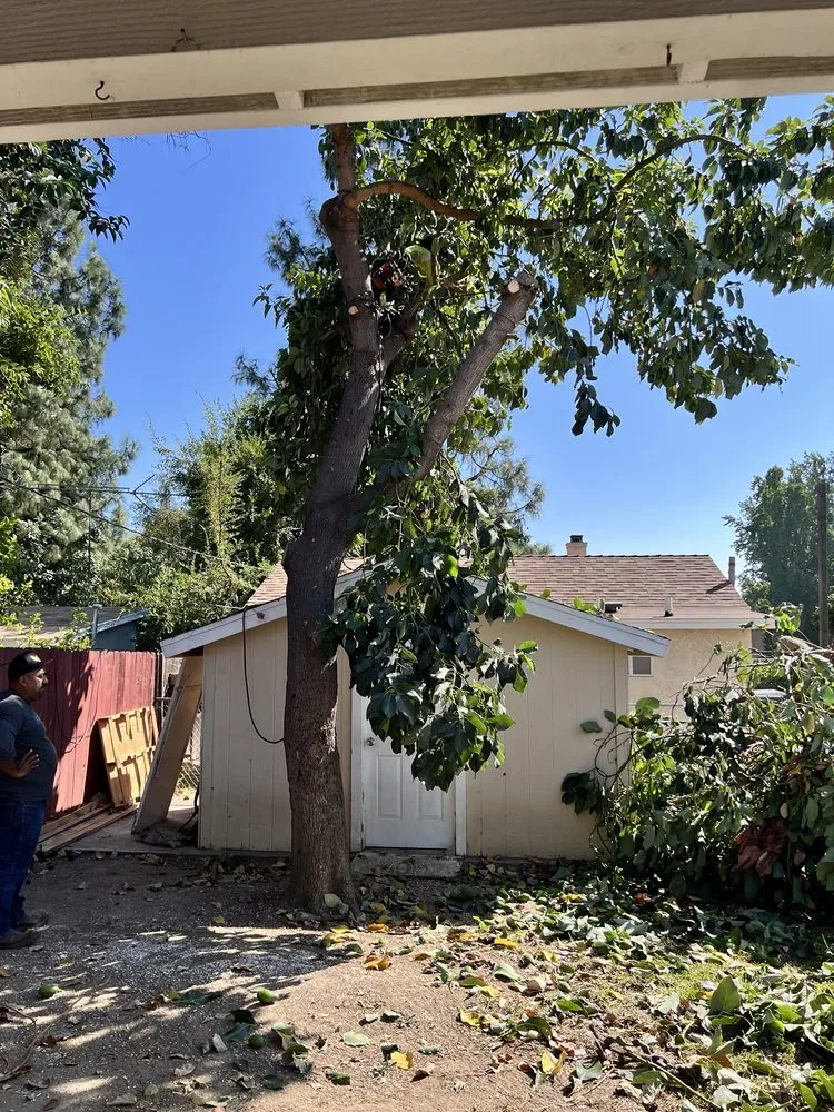 Custom garden landscaping in Riverside, CA - MTC Tree Care