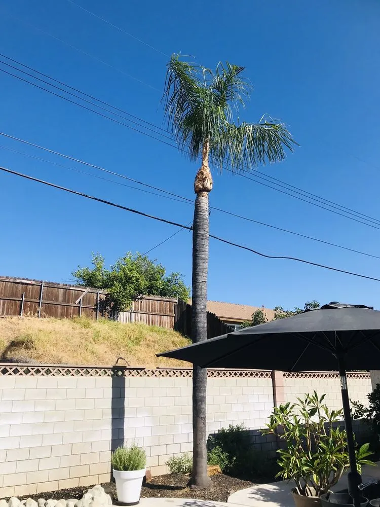 Affordable residential landscaping for residential properties across Riverside, CA - MTC Tree Care