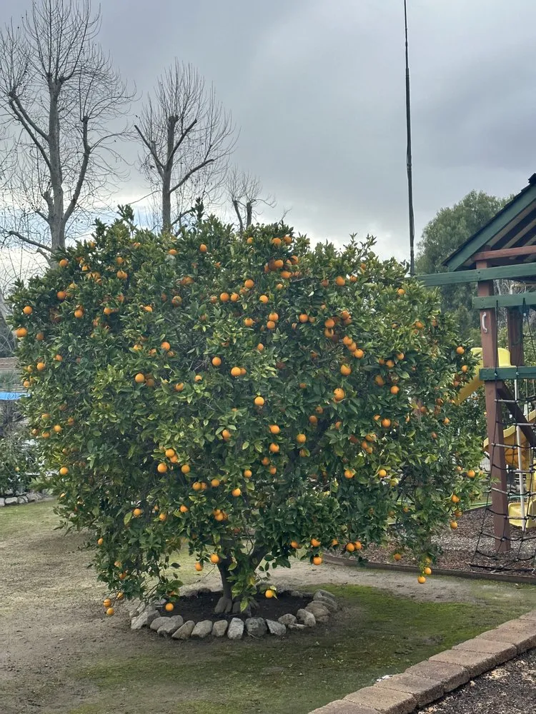 Reliable residential landscaping in Riverside, CA by MTC Tree Care