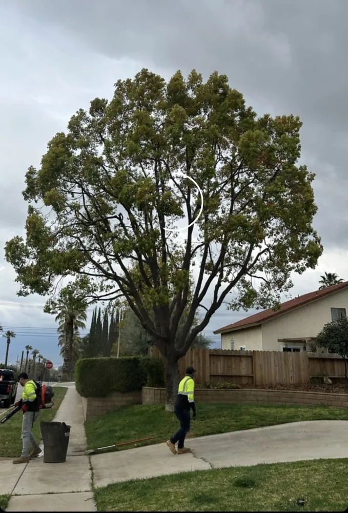 Professional lawn care service for beautiful yards across Riverside, CA - MTC Tree Care