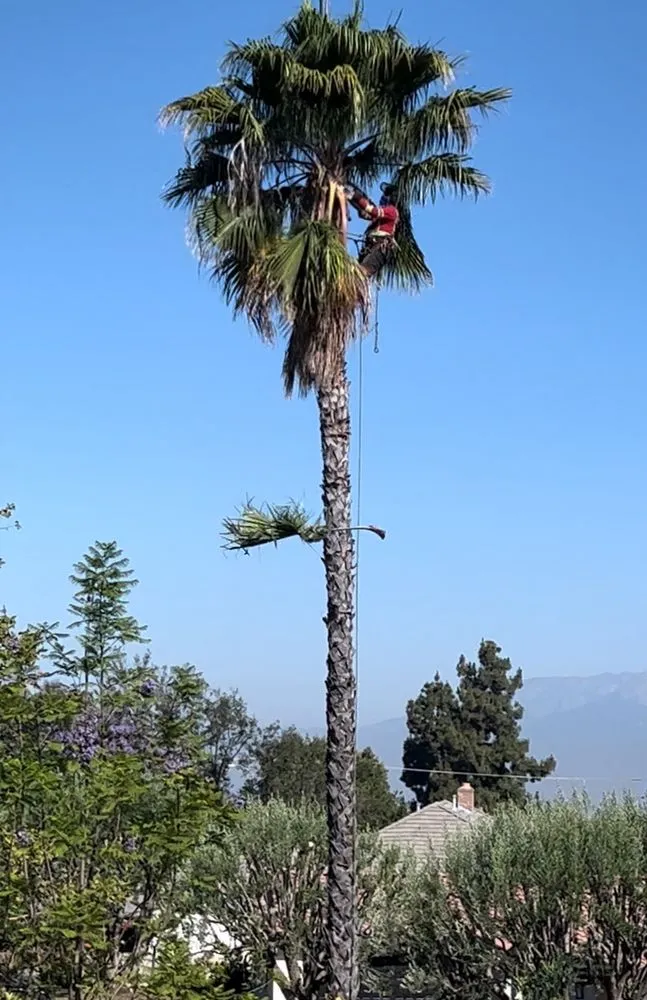 Reliable landscape design experts serving Riverside, CA - MTC Tree Care