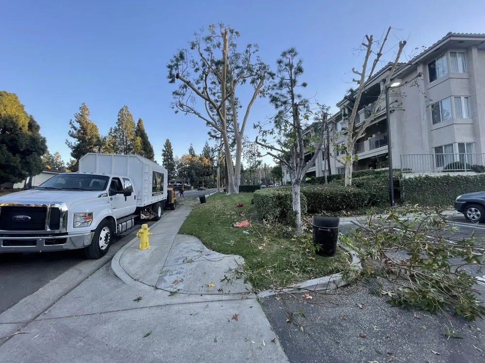 Top-rated yard maintenance in Riverside, CA - MTC Tree Care