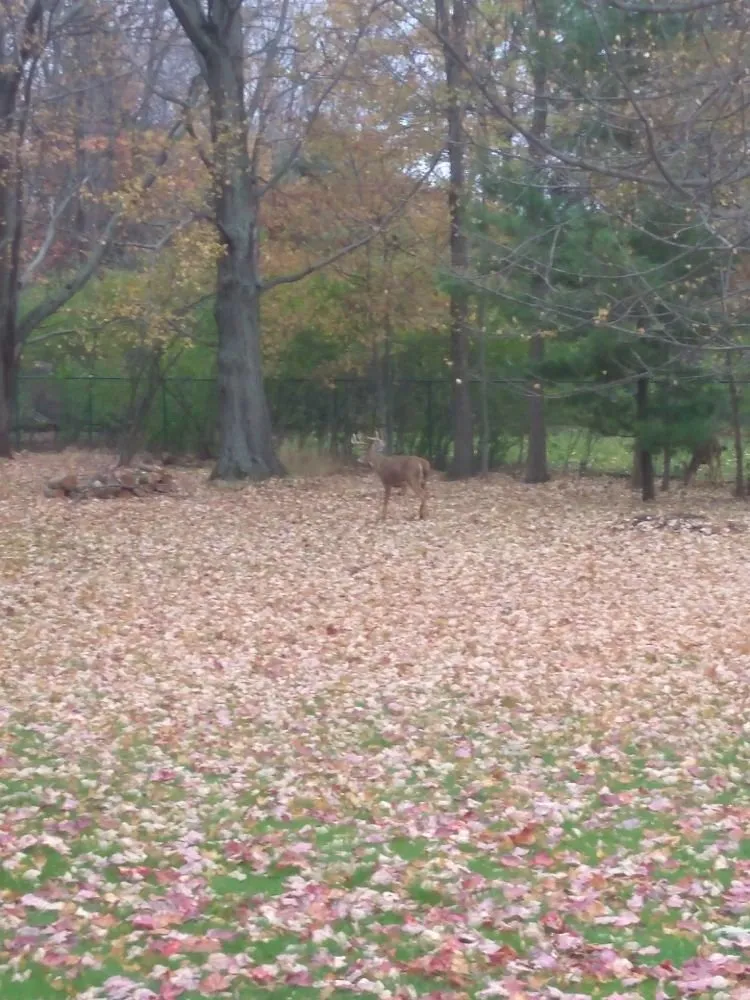Professional landscape installation in Vermilion, OH - MTD Lawncare & Maintenance