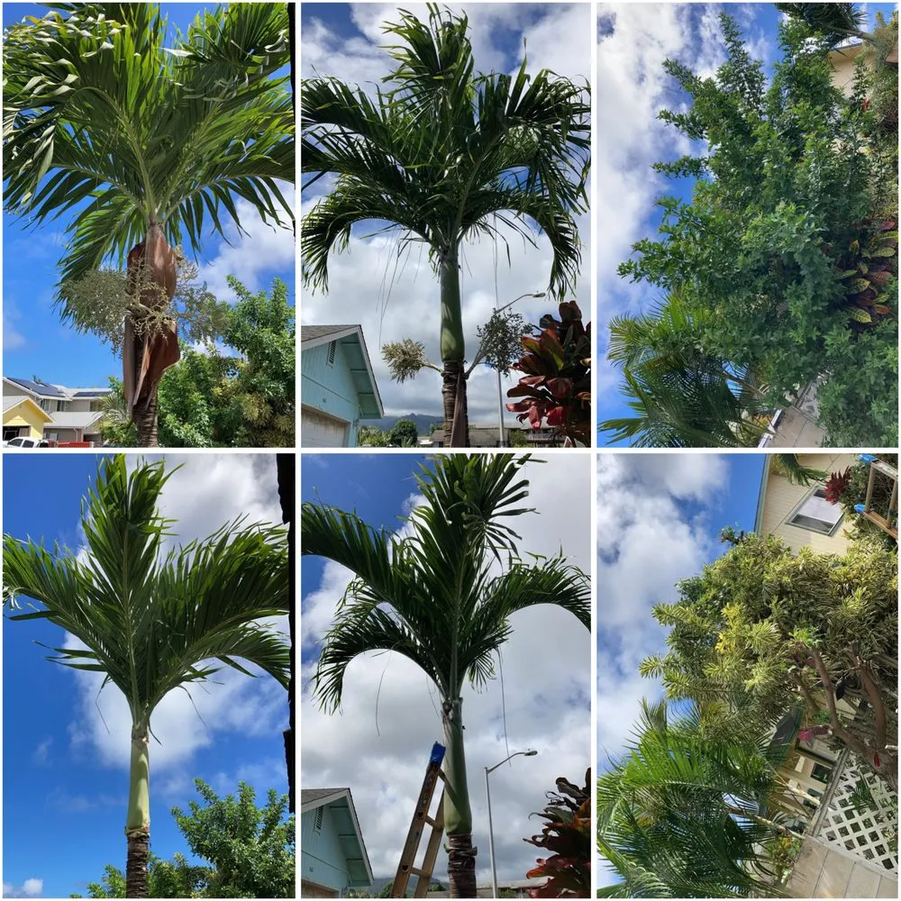 Top-rated yard cleanup service experts serving Kapaʻa, HI - MTF yard service and maintenance
