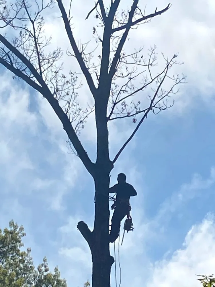 Trusted lawn care service in Fairfax, VA - Mtn Man Tree Experts