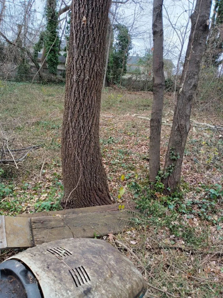 Custom landscape installation for beautiful yards in Fairfax, VA by Mtn Man Tree Experts