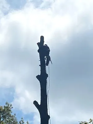 Mtn Man Tree Experts Logo