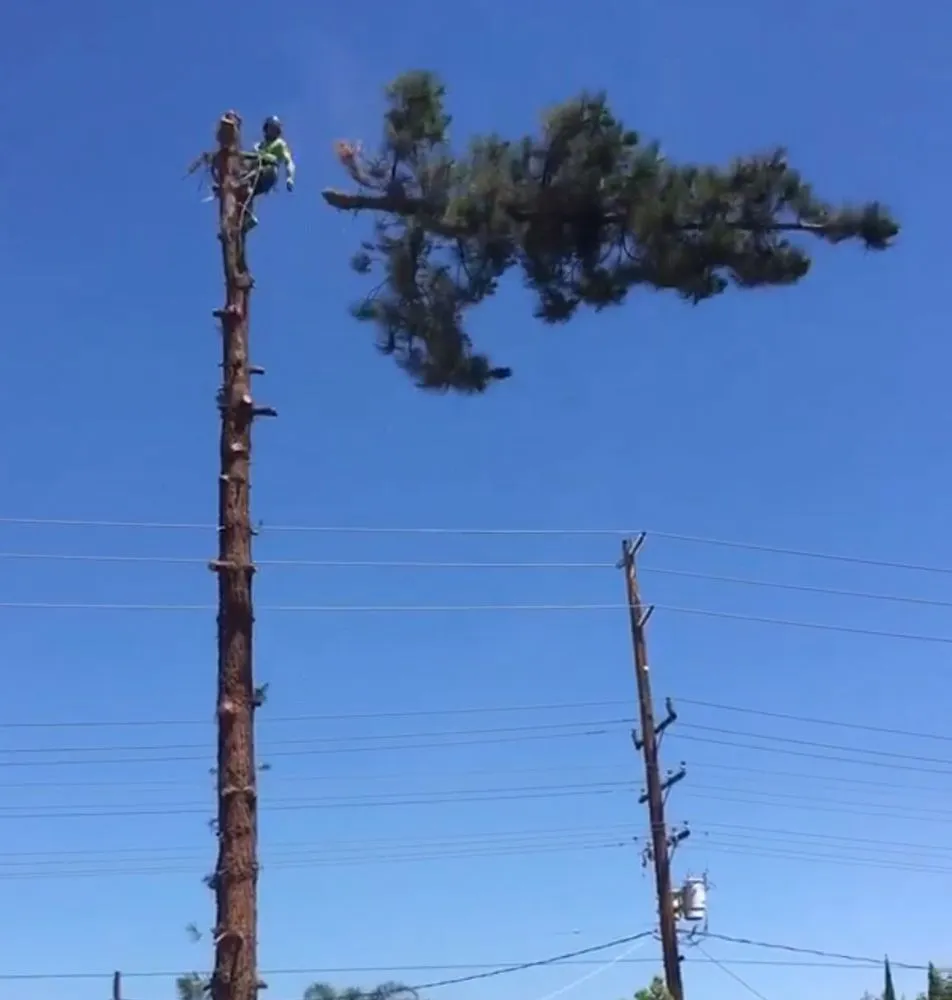 Professional residential landscaping for outdoor upgrades in Chesapeake, VA by MT's Landscaping and Tree Removal