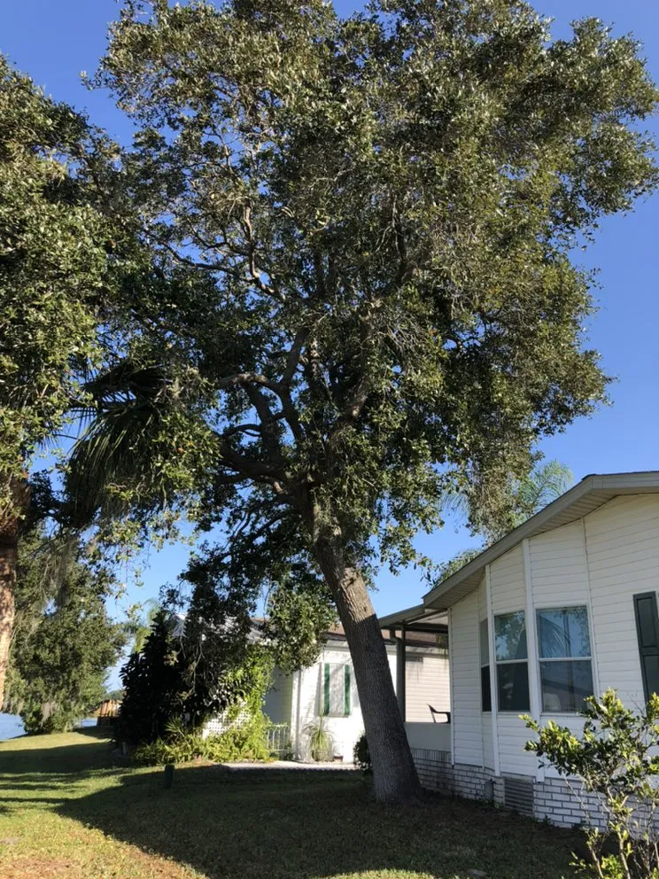 Reliable yard cleanup service in Melbourne, FL by MTS Mowing and Tree Service