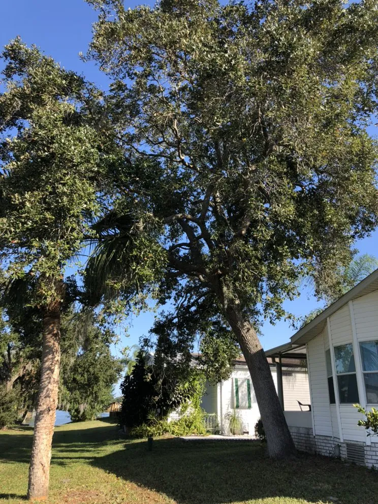 Professional lawn mowing service in Melbourne, FL - MTS Mowing and Tree Service