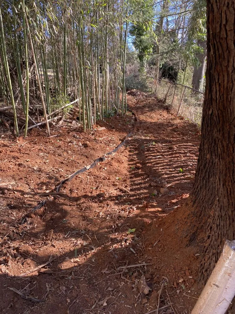 Reliable yard cleanup service for beautiful yards in Leesburg, VA by MTS-Pro Tree Service & Landscaping