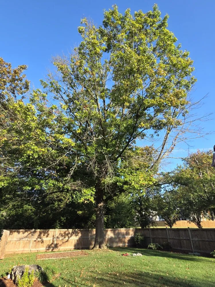 Trusted landscaping services for year-round maintenance across Leesburg, VA - MTS-Pro Tree Service & Landscaping