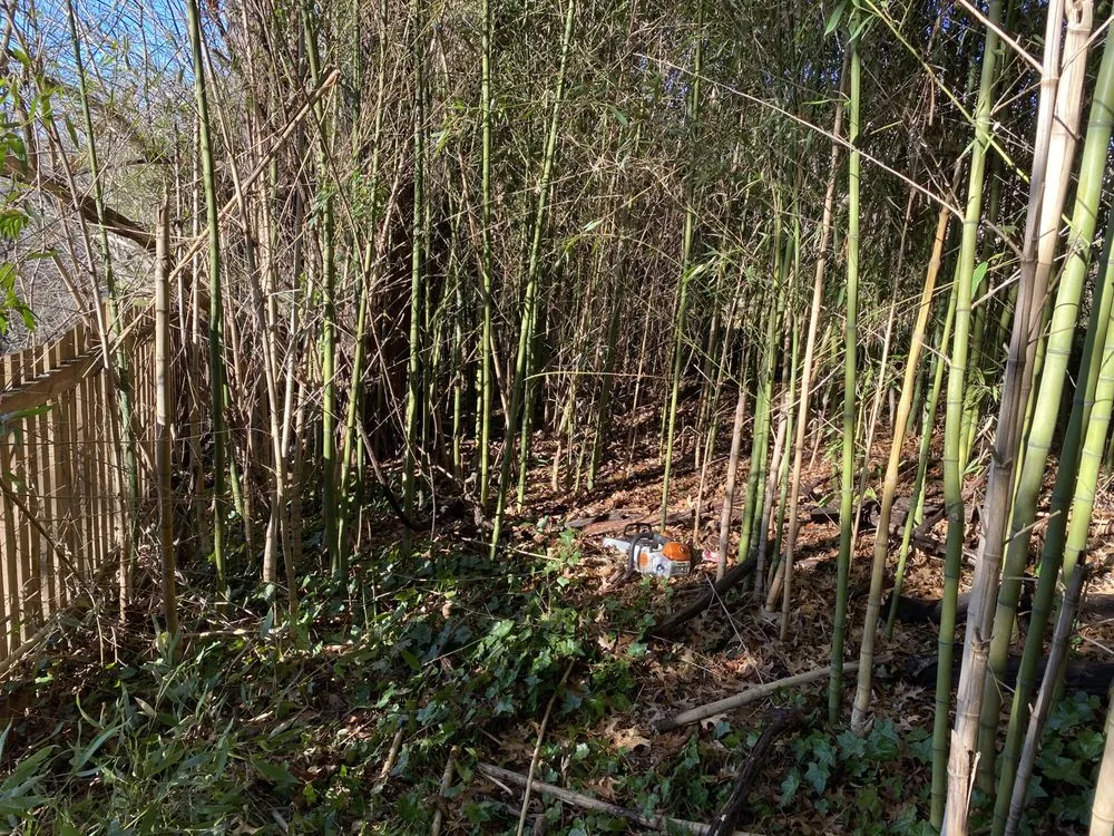 Trusted outdoor landscaping in Leesburg, VA by MTS-Pro Tree Service & Landscaping