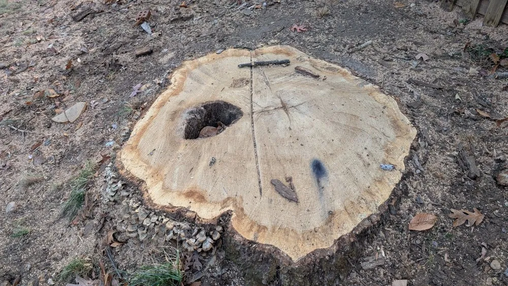 Local yard maintenance in Leesburg, VA - MTS-Pro Tree Service & Landscaping