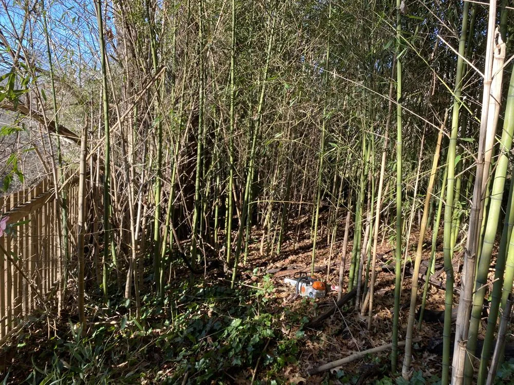 Top-rated yard cleanup service in Leesburg, VA by MTS-Pro Tree Service & Landscaping