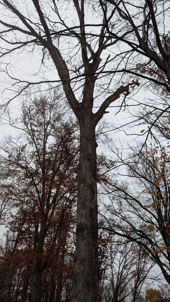 Top-rated yard cleanup service for residential properties in Leesburg, VA by MTS-Pro Tree Service & Landscaping