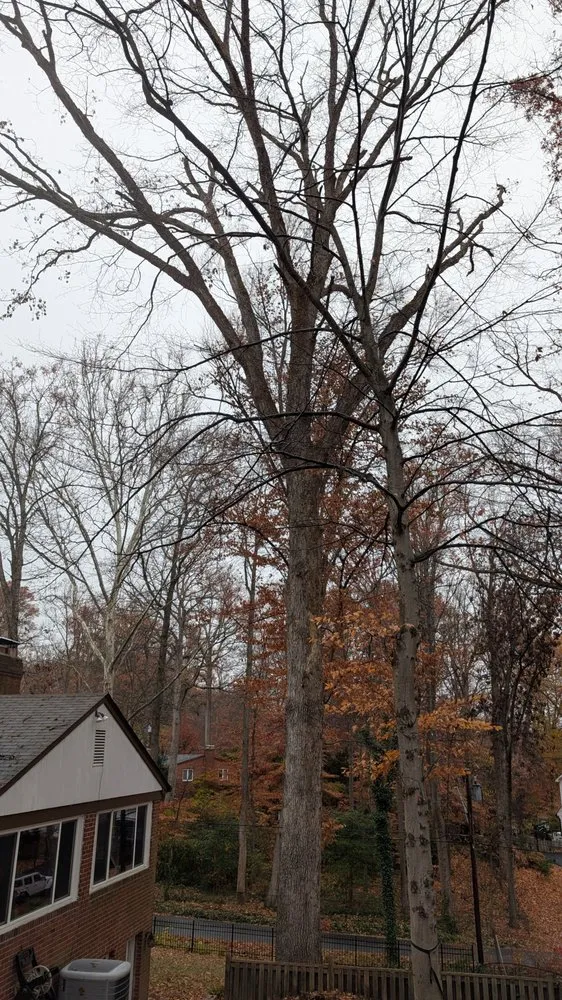 Local landscape design in Leesburg, VA - MTS-Pro Tree Service & Landscaping