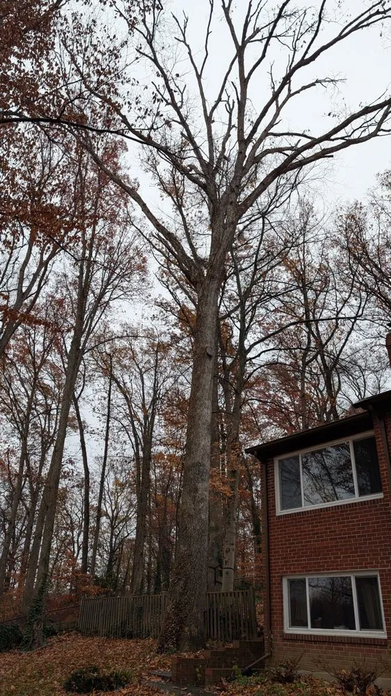 Affordable landscape installation with custom design across Leesburg, VA - MTS-Pro Tree Service & Landscaping