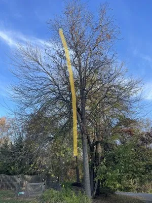 MTS-Pro Tree Service & Landscaping