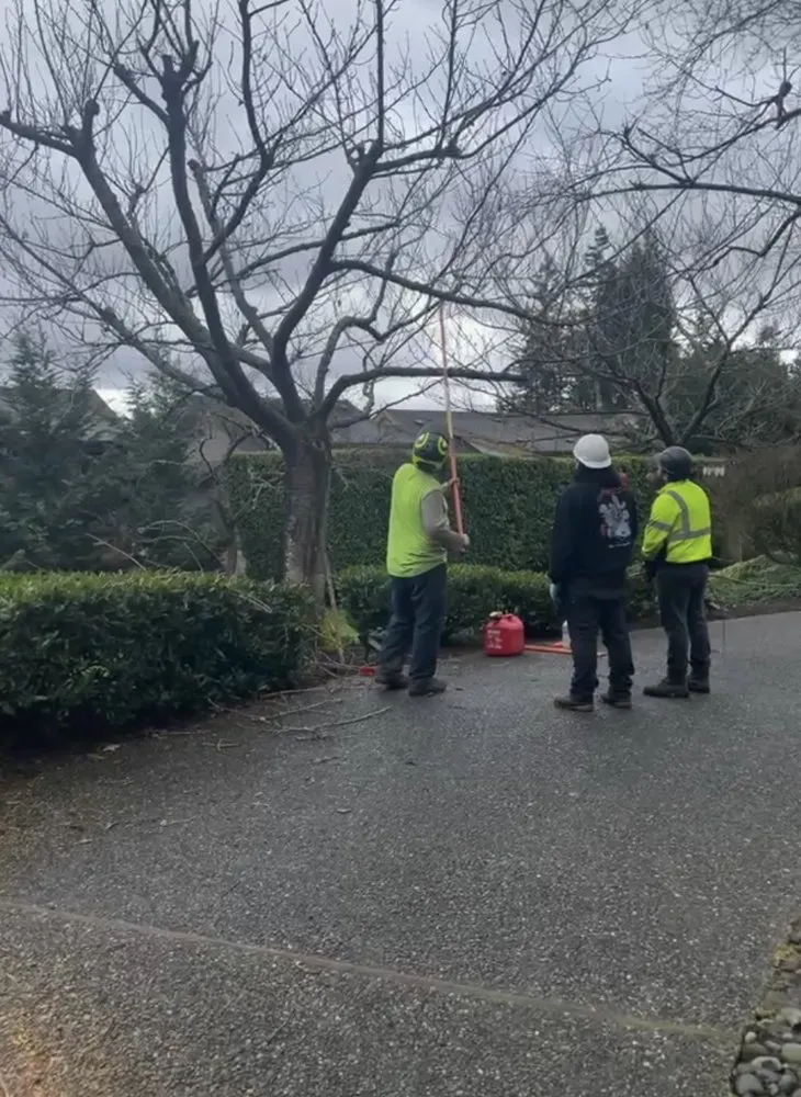 Custom residential landscaping in Issaquah, WA - MTS Tree & Landscape