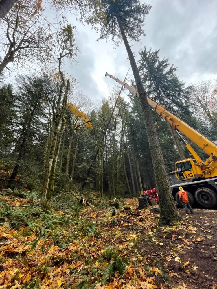 Local outdoor landscaping in Issaquah, WA by MTS Tree & Landscape