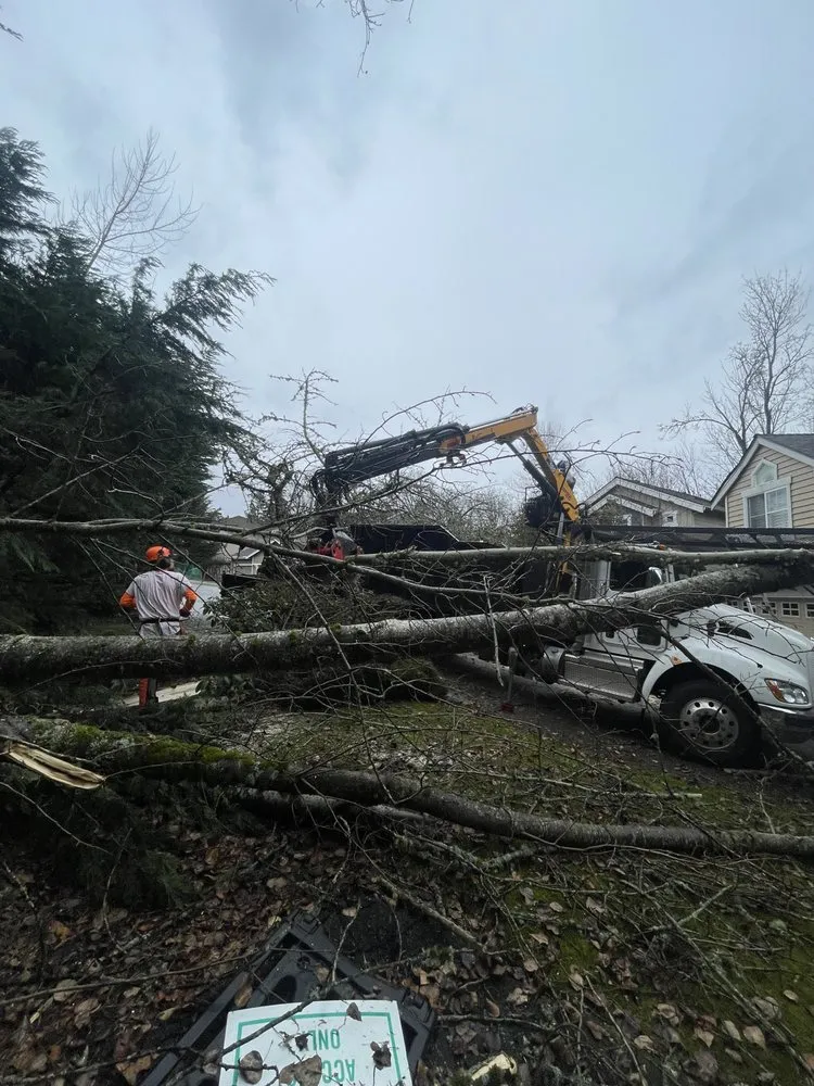 Top-rated outdoor landscaping experts serving Issaquah, WA - MTS Tree & Landscape