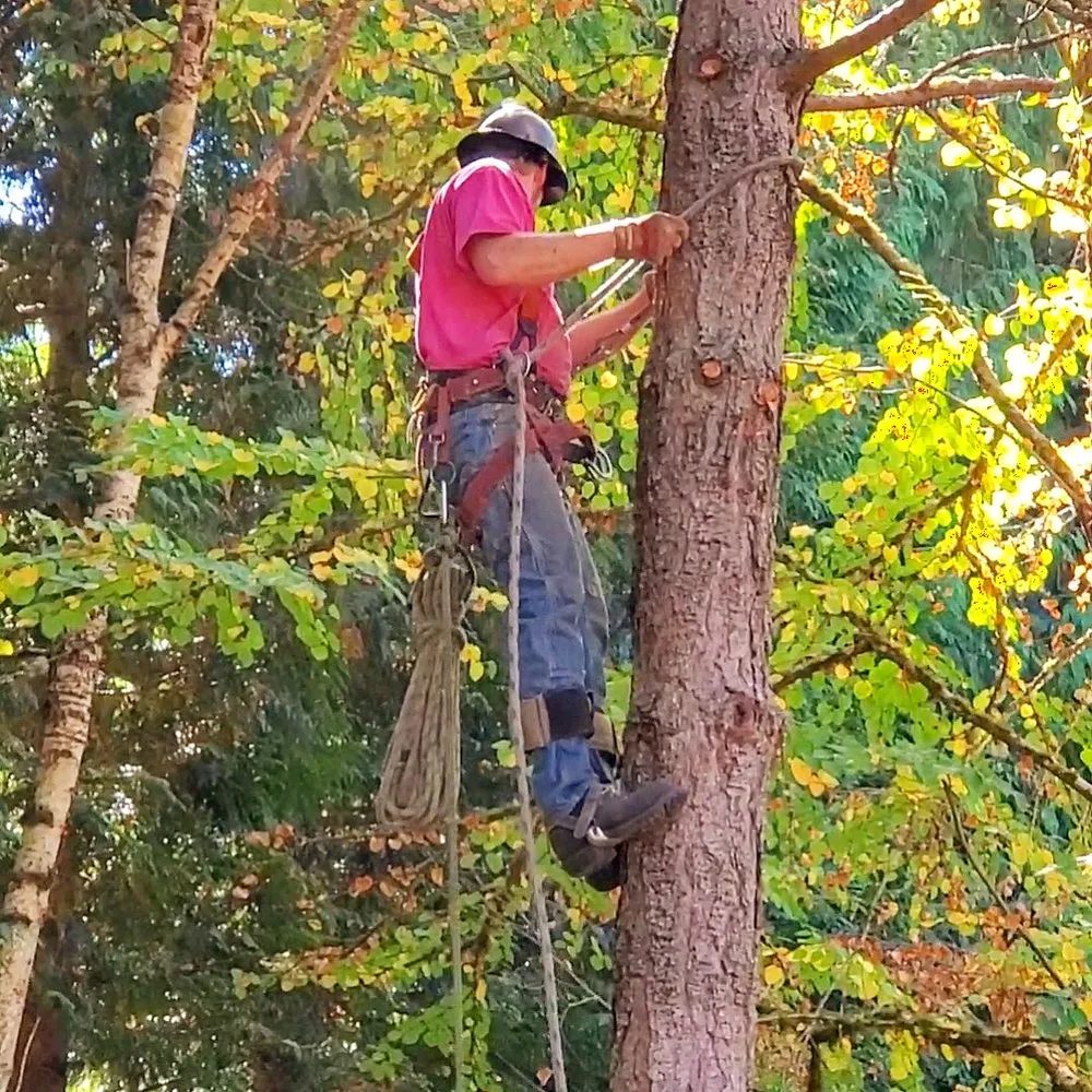 Top-rated residential landscaping for beautiful yards across Issaquah, WA - MTS Tree & Landscape