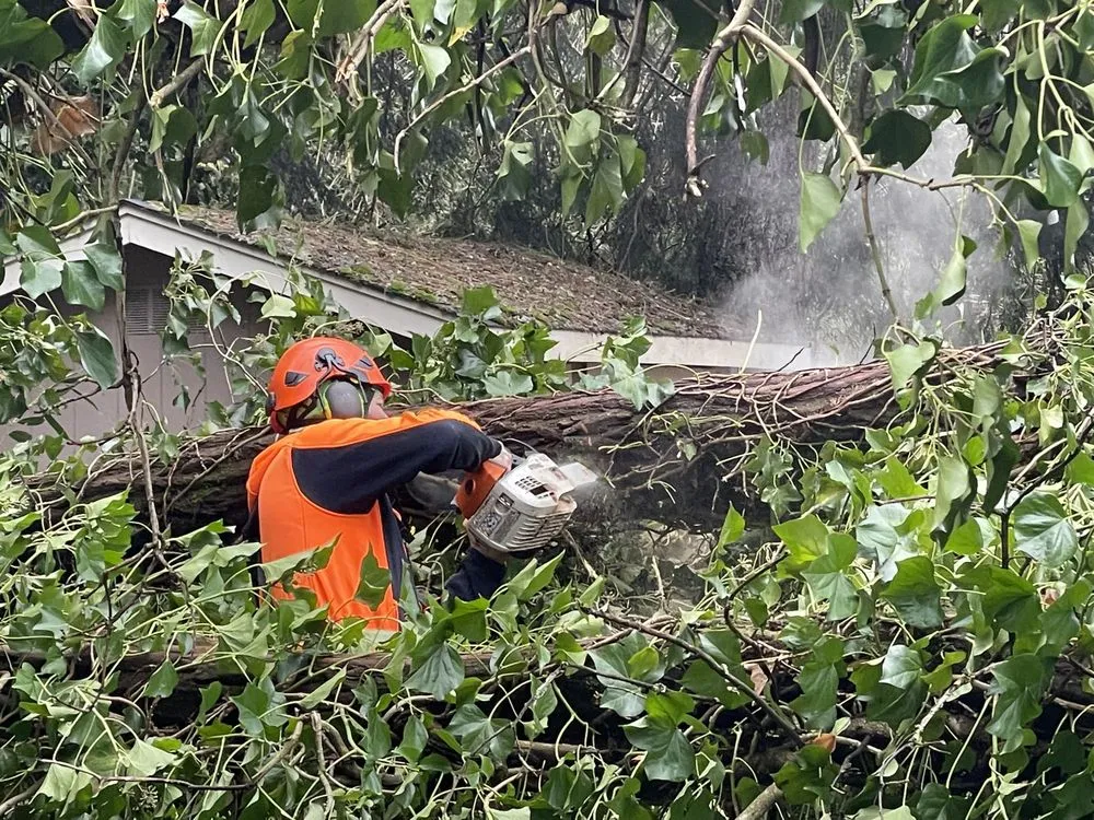 Top-rated residential landscaping experts serving Issaquah, WA - MTS Tree & Landscape