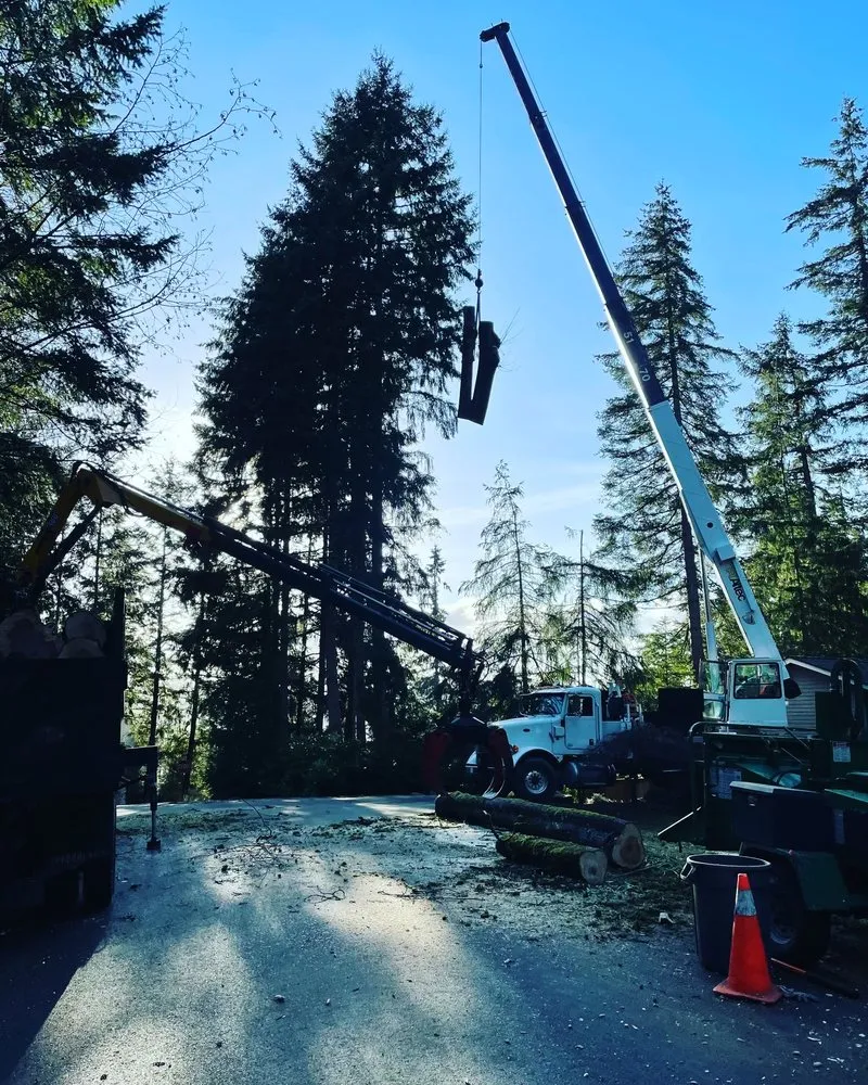 Affordable yard maintenance in Issaquah, WA - MTS Tree & Landscape