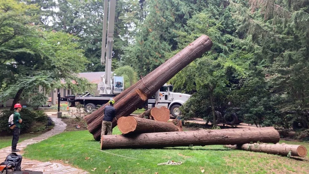 Affordable yard cleanup service experts serving Issaquah, WA - MTS Tree & Landscape