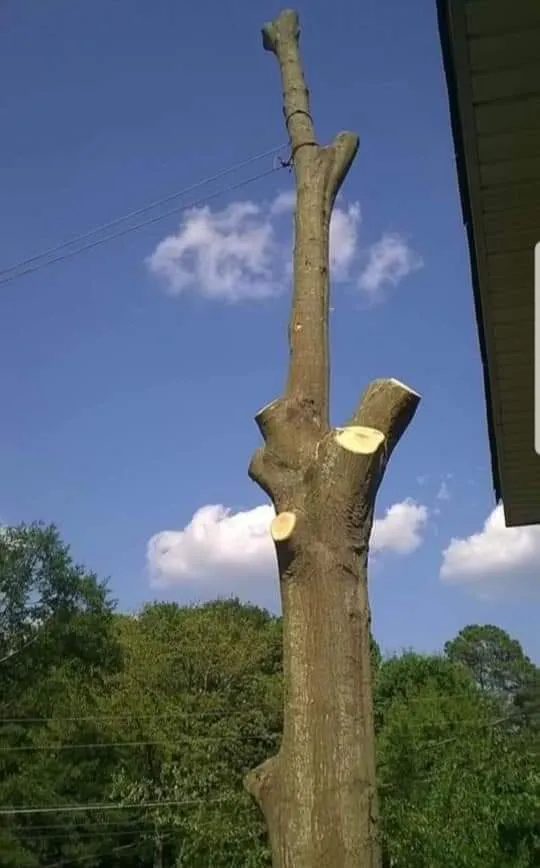 Professional outdoor landscaping for year-round maintenance across Dahlonega, GA - MTZ Brothers Tree Service & Landscapes