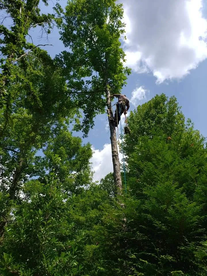Local outdoor landscaping in Dahlonega, GA by MTZ Brothers Tree Service & Landscapes