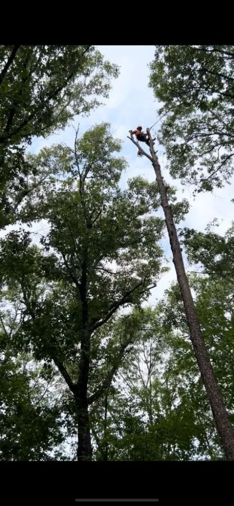 Professional yard cleanup service for outdoor upgrades across Dahlonega, GA - MTZ Brothers Tree Service & Landscapes