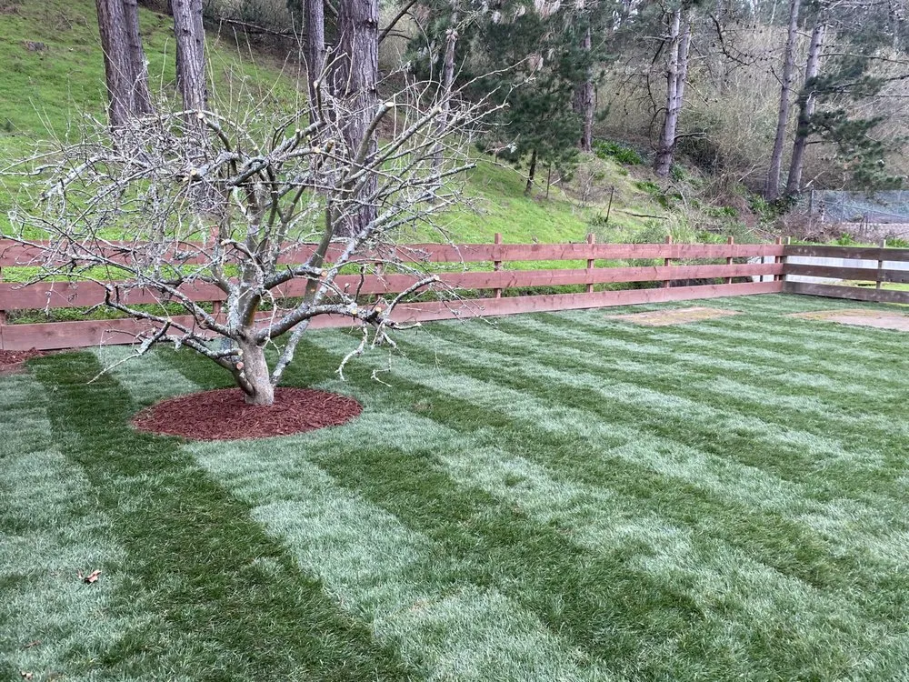 Local lawn mowing service experts serving Antioch, CA - MTZ Landscape & Design