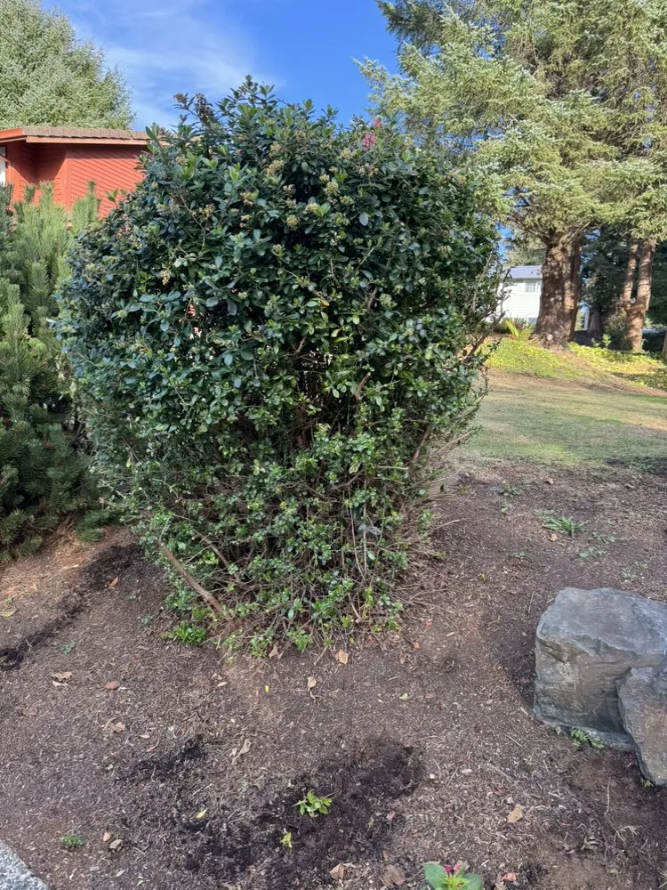 Trusted lawn care service experts serving Warrenton, OR - MTZ Landscape Maintenance