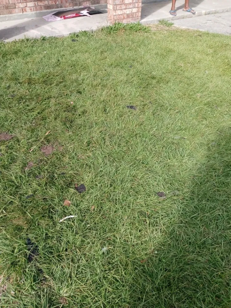 Trusted residential landscaping in Violet, LA by MuddBros Lawn Service