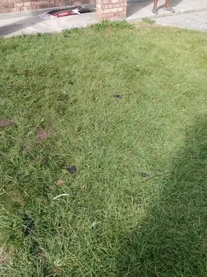 MuddBros Lawn Service