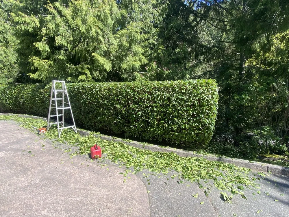 Trusted yard cleanup service experts serving Lynden, WA - Muddy Buddy Lawn Care