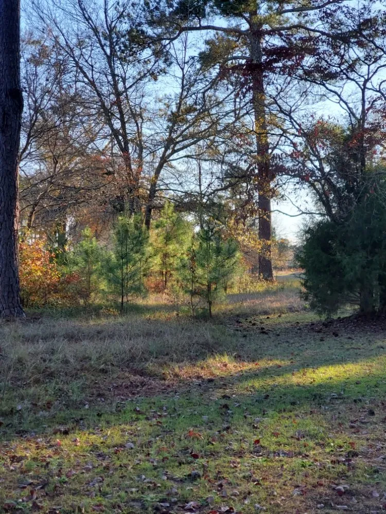 Affordable residential landscaping for residential properties across Blythewood, SC - Muddy Paws Landscaping and Land Management