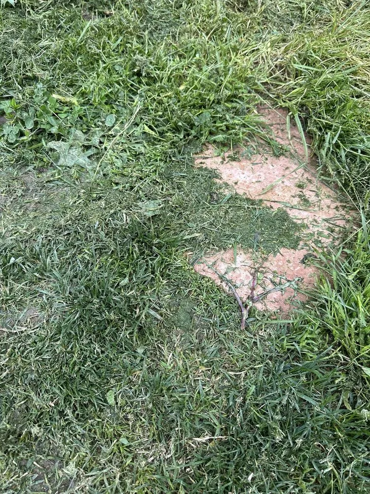 Expert landscaping services with custom design in Lakeside, CA by Mueller Landscape