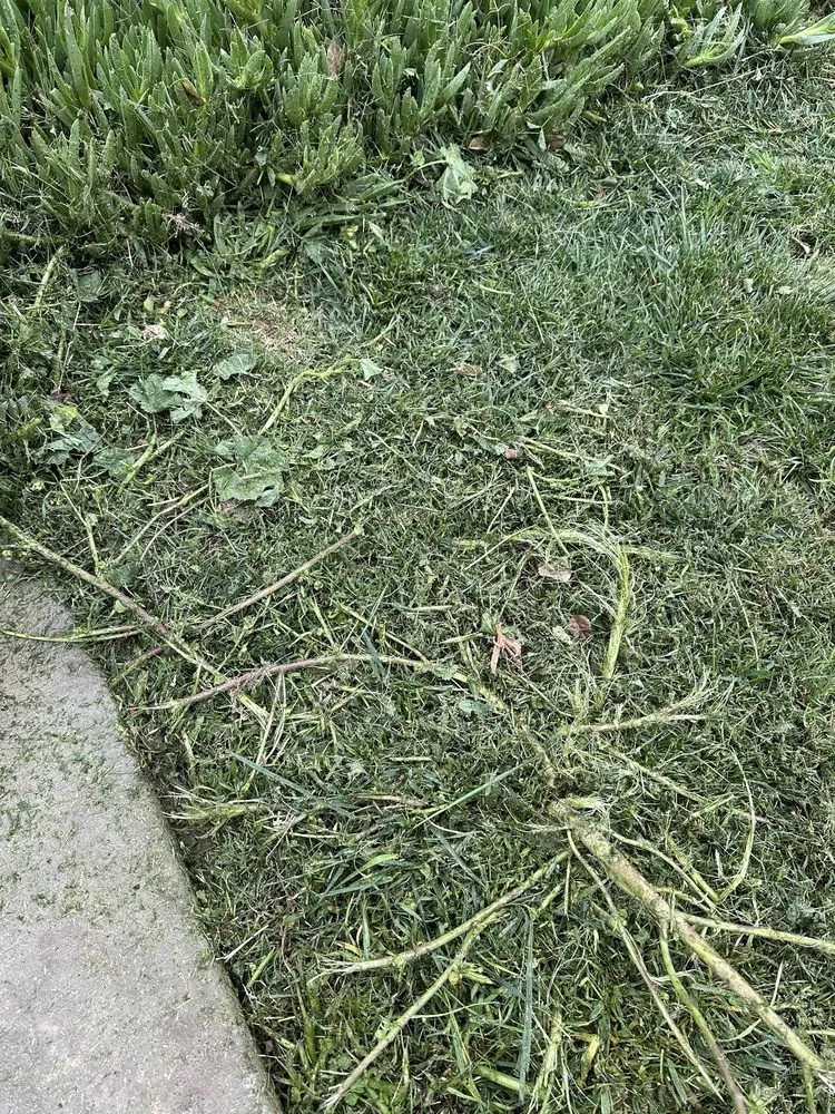 Reliable yard cleanup service experts serving Lakeside, CA - Mueller Landscape