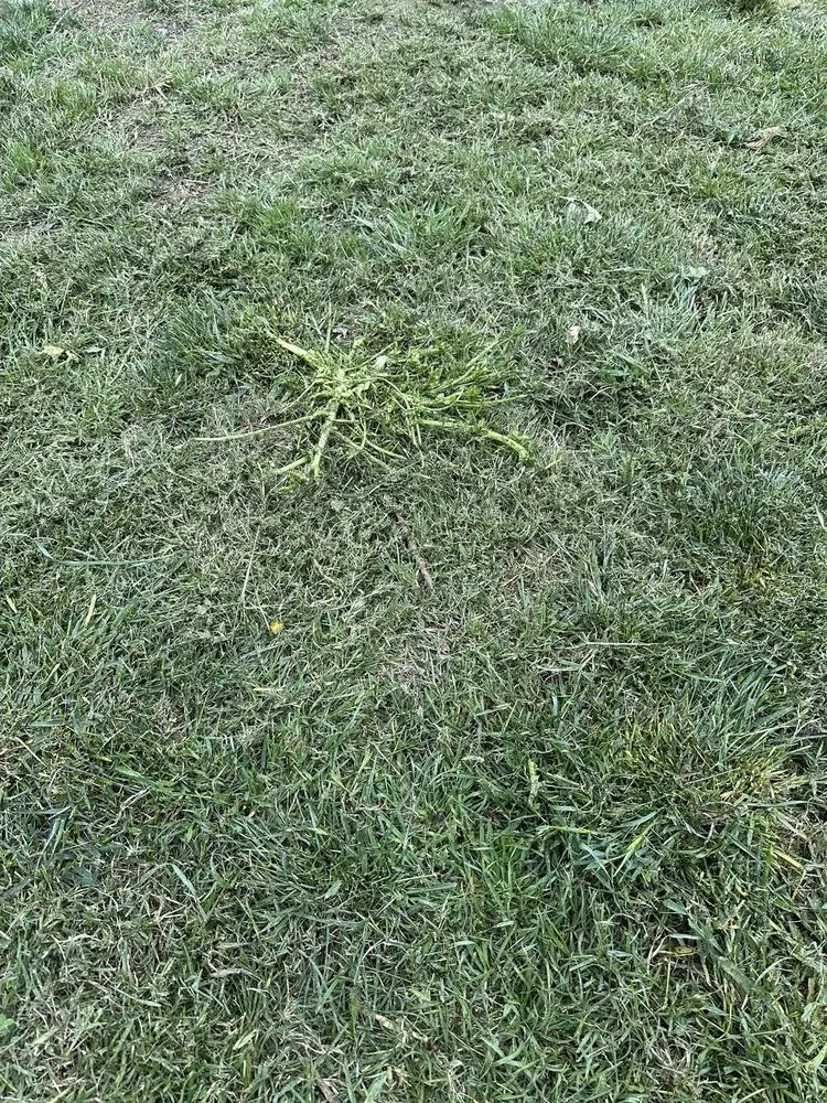 Top-rated landscaping services in Lakeside, CA by Mueller Landscape