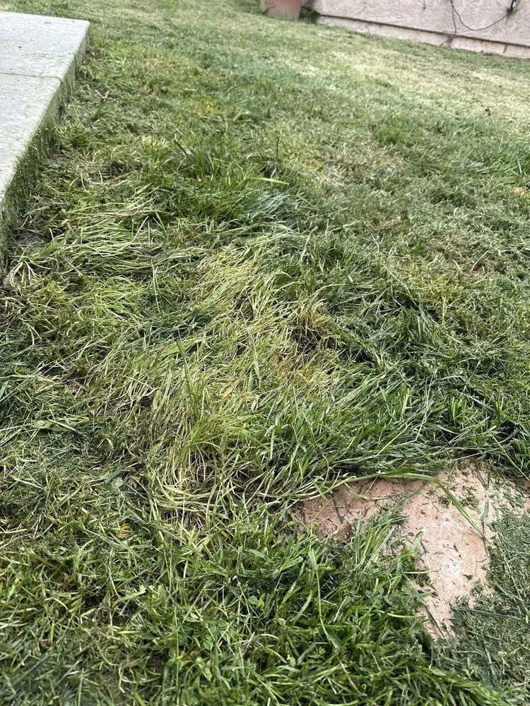 Expert lawn care service experts serving Lakeside, CA - Mueller Landscape