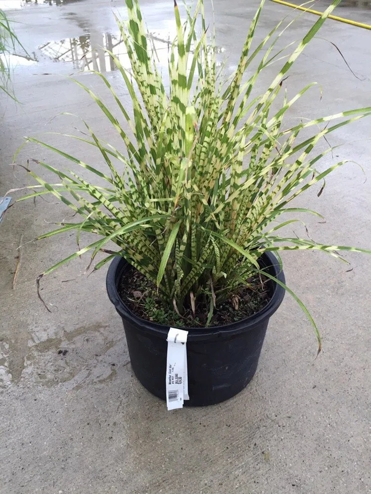 Local yard maintenance in Avon, OH by Mueller Lawncare