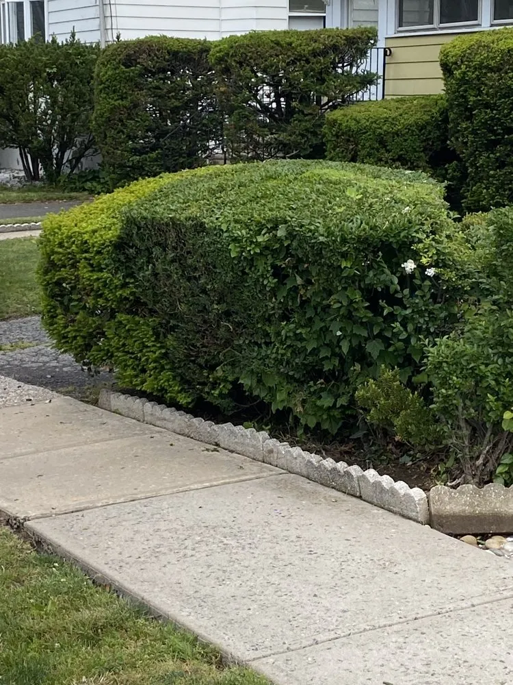 Trusted yard cleanup service near you in Newark, NJ by Mughal Lawn Care